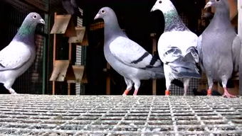 区块链信鸽,揭秘分布式系统中的共识机制与信任构建