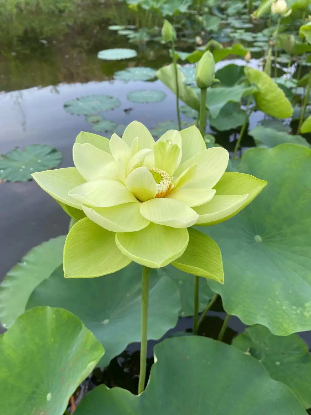 bl h游戏 手机-少女心爆棚！手机上的 BL 游戏，让你沉浸在甜蜜与虐心中